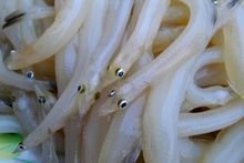 面条鱼