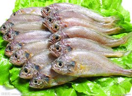 小黄鱼