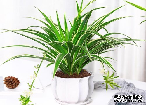 金边吊兰5