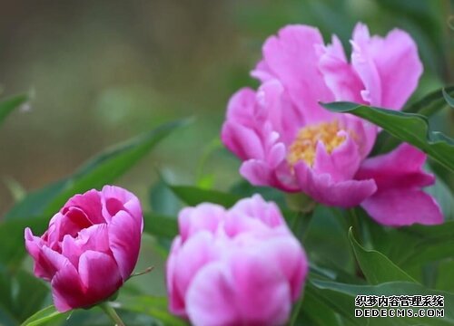 芍药花1