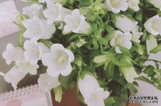 风铃花的花语
