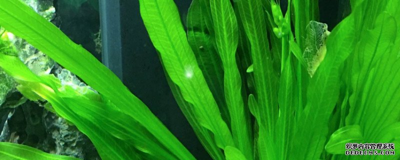 皇冠草怎么种