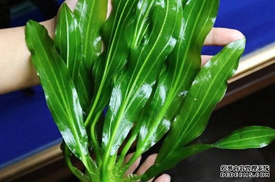 皇冠草怎么种