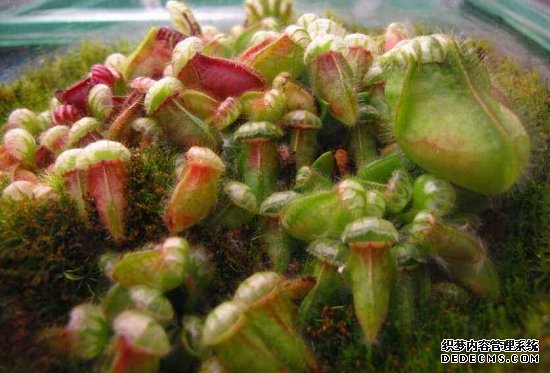土瓶草的资料