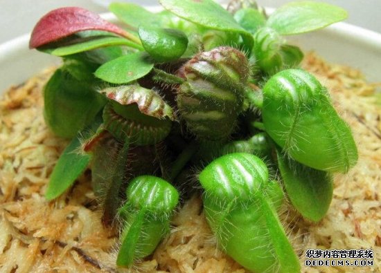 土瓶草的资料