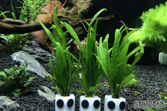 蜈蚣草水草怎么养