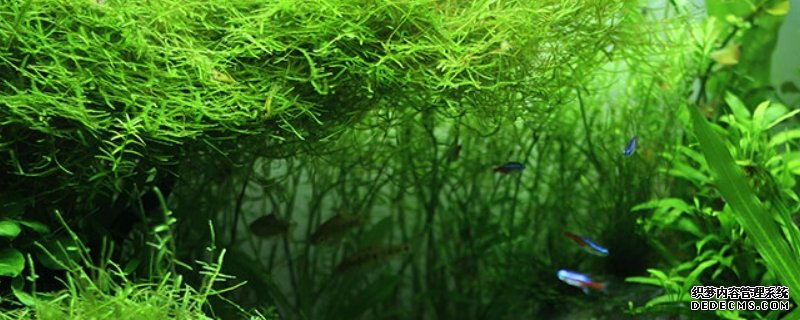 蜈蚣草水草怎么养
