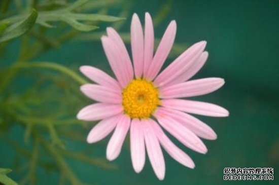 玛格丽特不开花，施加磷钾肥并去除顶芽