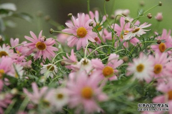玛格丽特不开花，施加磷钾肥并去除顶芽