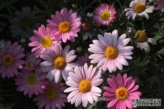 玛格丽特不开花，施加磷钾肥并去除顶芽