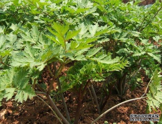 当归的种植方法