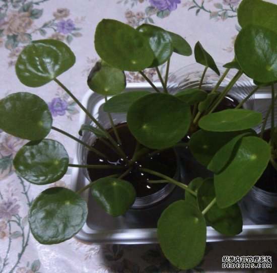 镜面草