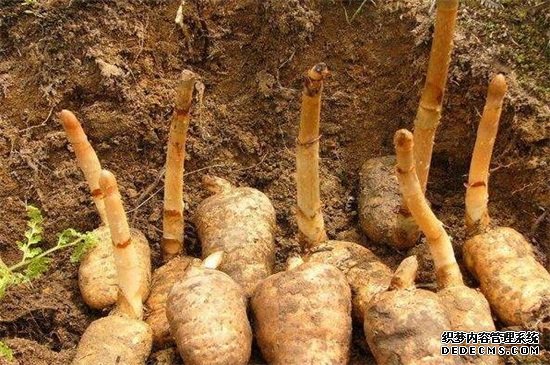 天麻是热性还是凉性，平性食材对身体有益