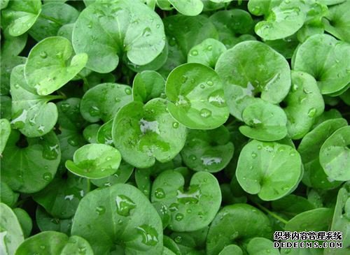 金钱草怎么养
