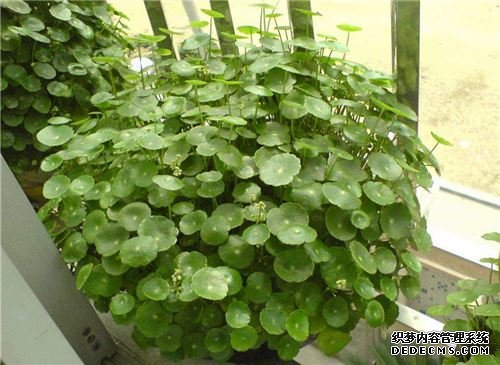 金钱草怎么养