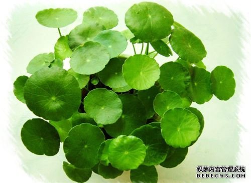 金钱草怎么养