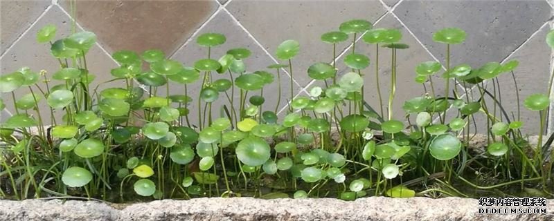 金钱草怎么养