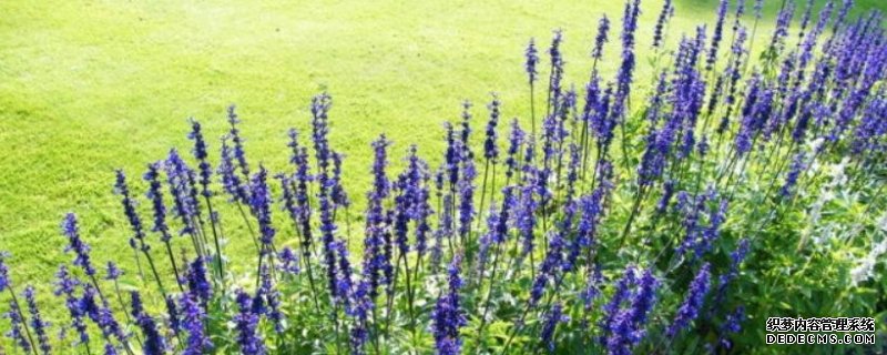 鼠尾草的花语