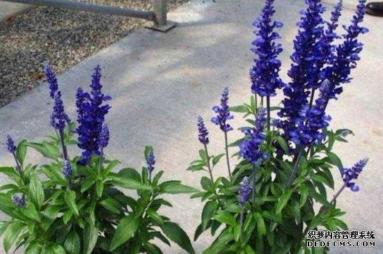 鼠尾草的花语