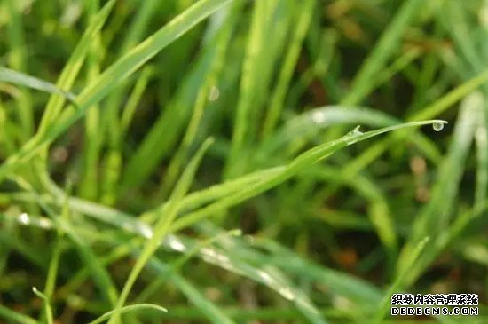 小草的象征意义