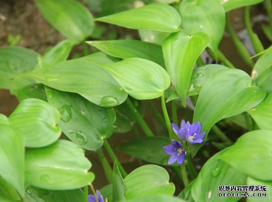 什么是鸭舌草