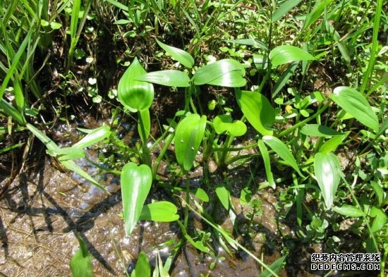 什么是鸭舌草