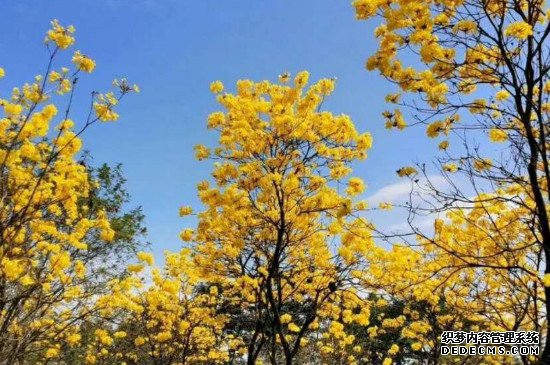 黄木风铃的花语