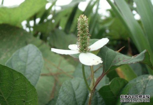 鱼腥草欣赏图