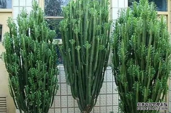 龙骨花为什么不能养