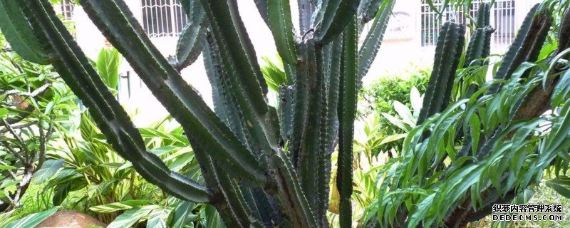 龙骨花为什么不能养