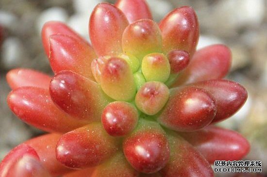 虹之玉夏天可以浇水吗