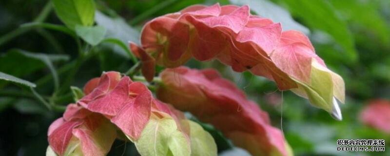 虾衣花的养殖方法和注意事项