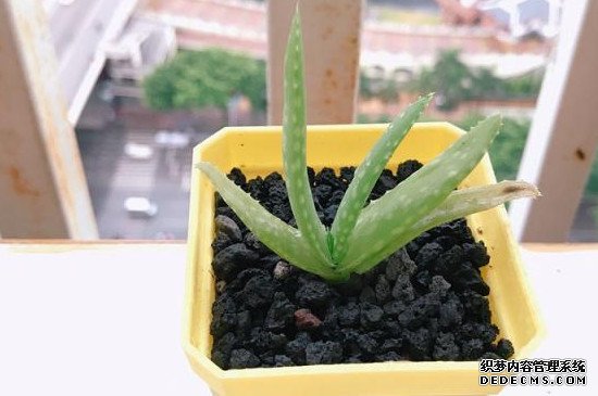 芦荟太高了怎么截断怎么修剪