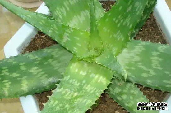 芦荟如何种植?