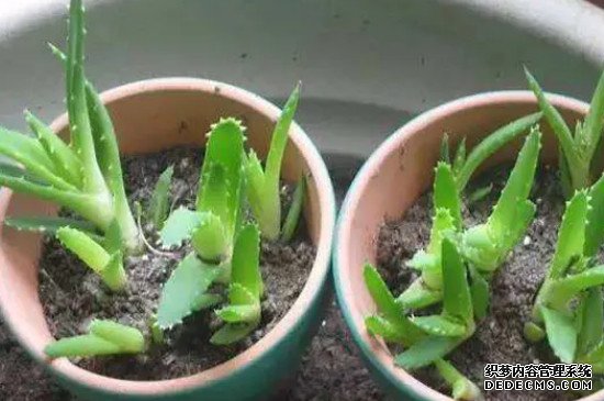 芦荟如何种植?