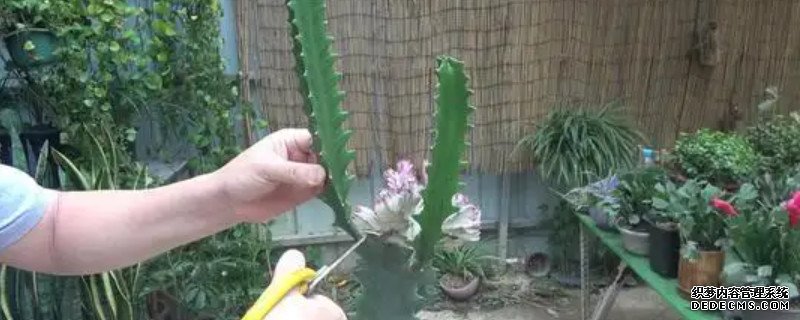 冬季龙骨叶子发黄脱落怎么办