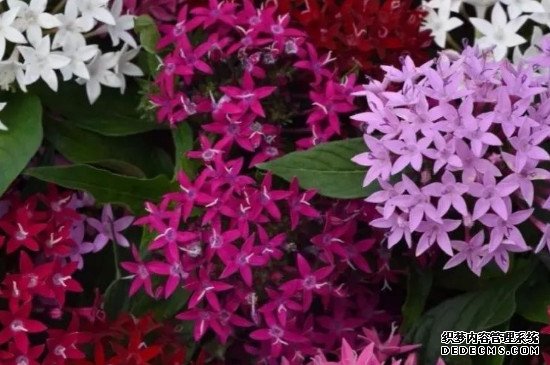 繁星花叶子发黄干枯