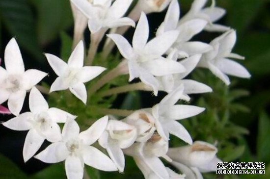 繁星花叶子发黄干枯