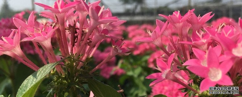 繁星花叶子发黄干枯