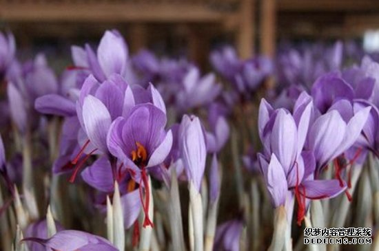 藏红花冬天可以种吗