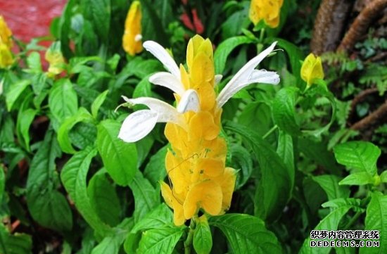 金苞虾衣花