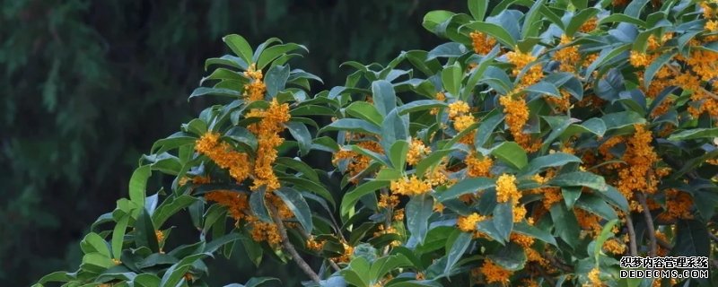 桂花树会结果吗