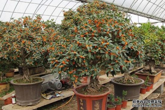 桂花树会结果吗
