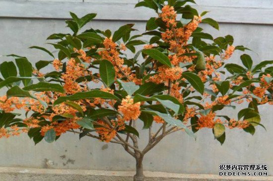 桂花树会结果吗