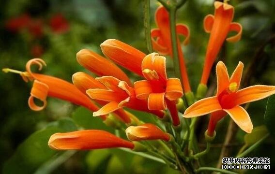 炮仗花如何施肥，根据生长开花施肥忌过量烧根