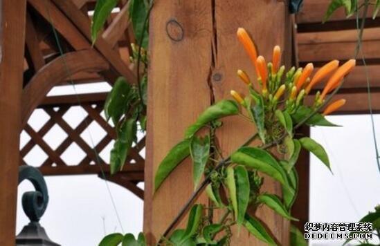 炮仗花如何施肥，根据生长开花施肥忌过量烧根