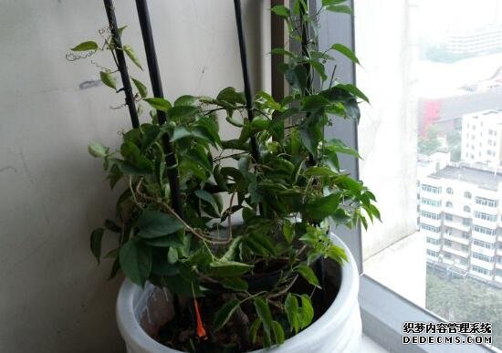 炮仗花如何施肥，根据生长开花施肥忌过量烧根