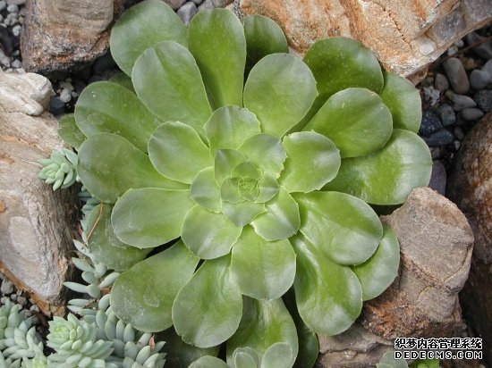莲花掌