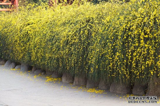小黄花的花语和寓意