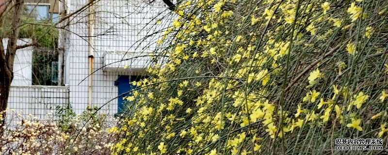 小黄花的花语和寓意